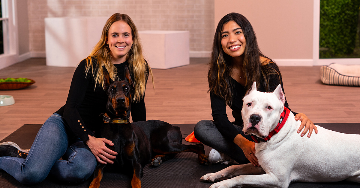 Adiestramiento canino: Entrena a tu perro